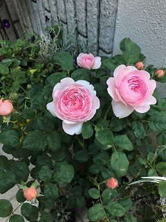s-IMG_2943.jpg