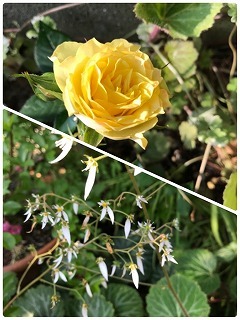 s-IMG_3060.jpg