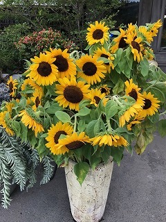 s-IMG_3470.jpg