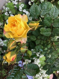s-IMG_5975.jpg