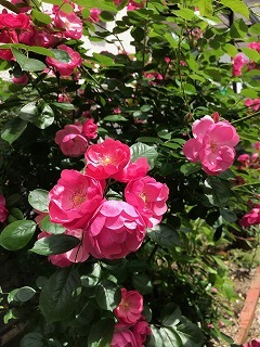 s-IMG_5978.jpg